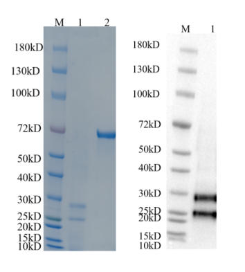 Reducing 4%-20% SDS-PAGE (CBB stained) and WB (Anti-His Mouse Mon centigradelonal antibody) analysis profiles of purified BAK1.
1. BAK1: 1 μg
2. BSA: 1 μg